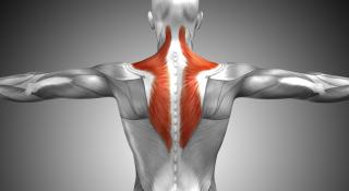 lower trapezius transfer spieren